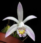 білий Квітка Плейони (Pleione) Кімнатні рослини фото