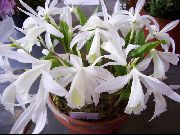 blanco Flor Azafrán Indio (Pleione) Plantas de interior foto
