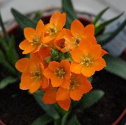 橙 花 下垂伯利恒之星 (Ornithogalum) 室内植物 照片