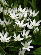 білий Квітка Птіцемлечнік (Ornithogalum) Кімнатні рослини фото