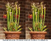 红 花 猪笼草 (Sarracenia) 室内植物 照片