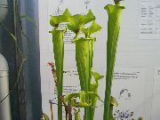 绿 花 猪笼草 (Sarracenia) 室内植物 照片