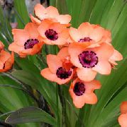 pembe çiçek Sparaxis  Ev bitkileri fotoğraf