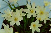 λευκό λουλούδι Sparaxis  φυτά εσωτερικού χώρου φωτογραφία
