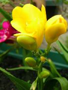 žuti Cvijet Sparaxis  Biljka u Saksiji foto