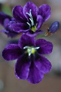 violetti Kukka Sparaxis  Huonekasvit kuva
