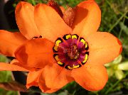 turuncu çiçek Sparaxis  Ev bitkileri fotoğraf