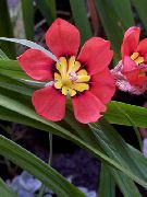 czerwony Kwiat Sparaxis  Rośliny domowe zdjęcie