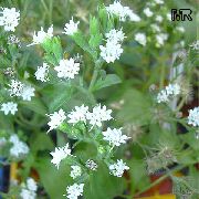 vit Blomma Stevia, Söt Blad Av Paraguay, Söt-Ört, Honung Yerba, Honeyleaf, Godis Blad  Krukväxter foto
