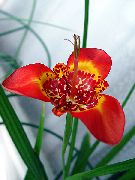 червен Tigridia, Мексикански Черупка-Цвете  Стайни растения снимка
