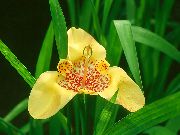 žltý Kvetina Tigridia, Mexická Shell Kvet  Izbové Rastliny fotografie