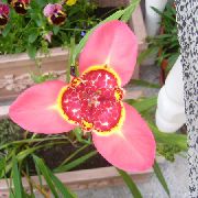 růžový Květina Tigridia, Mexická Shell-Flower  Pokojové rostliny fotografie