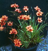 turuncu çiçek Tritonia  Ev bitkileri fotoğraf
