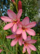rosa Blomst Tritonia  Potteplanter bilde