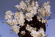 bijela Cvijet Tritonia  Biljka u Saksiji foto