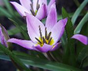 leylak çiçek Lâle (Tulipa) Ev bitkileri fotoğraf