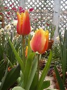 rouge Fleur Tulipe (Tulipa) Plantes d'intérieur photo