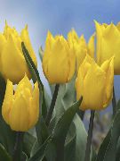žuti Cvijet Lala (Tulipa) Biljka u Saksiji foto