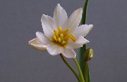 bílá Květina Tulipán (Tulipa) Pokojové rostliny fotografie