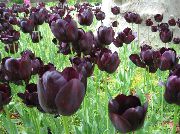 bordo Zieds Tulpe (Tulipa) Telpaugi foto