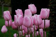 roze Bloem Tulp (Tulipa) Kamerplanten foto