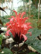 červená Brazilští Chochol, Plameňák Květina (Jacobinia) Pokojové rostliny fotografie