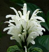 Якобінія (Юстиція) Квітка білий