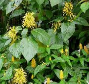 žltý Brazílski Chochol, Plameniak Kvetina (Jacobinia) Izbové Rastliny fotografie