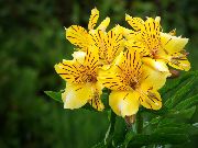 amarelo Flor Peruvian Lily (Alstroemeria) Plantas de Casa foto