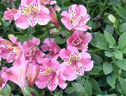 ピンク フラワー ペルーのユリ (Alstroemeria) 観葉植物 フォト