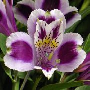 lilac Flower Peruvian Lily (Alstroemeria) Houseplants photo