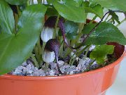 jak wino Kwiat Arizarum (Ogony Szczurów) (Arisarum proboscideum) Rośliny domowe zdjęcie