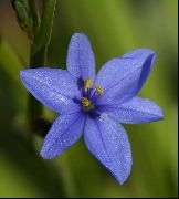 бял Цвете Синя Царевица Лилия (Aristea ecklonii) Стайни растения снимка