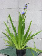светло синьо Цвете Синя Царевица Лилия (Aristea ecklonii) Стайни растения снимка