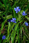 šviesiai mėlynas žiedas Mėlyna Kukurūzų Lelija (Aristea ecklonii) Kambariniai augalai nuotrauka