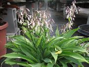 თეთრი ყვავილების Renga ლილი, როკ-Lily (Arthropodium) სახლი მცენარეთა ფოტო