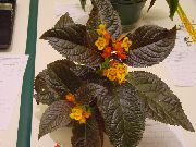 sárga Virág Chrysothemis  Szobanövények fénykép