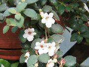 valkoinen Kukka Keski-Amerikan Campanulaceae (Codonanthe) Huonekasvit kuva