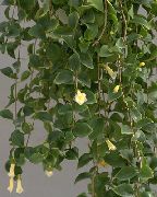 beyaz çiçek Merkezi Amerikan Bellflower (Codonanthe) Ev bitkileri fotoğraf