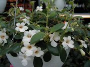 bílá Květina Středoamerická Zvonek (Codonanthe) Pokojové rostliny fotografie
