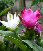 roze Cvijet Kurkuma (Curcuma) Biljka u Saksiji foto
