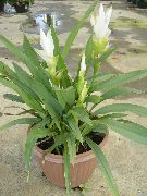 bijela Cvijet Kurkuma (Curcuma) Biljka u Saksiji foto
