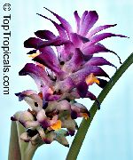 ljubičasta Cvijet Kurkuma (Curcuma) Biljka u Saksiji foto