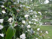 fehér Virág Tahiti Menyasszonyi Fátyol (Gibasis) Szobanövények fénykép