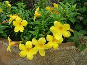 жовтий Квітка Алламанда (Allamanda) Кімнатні рослини фото