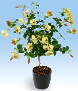 galben Floare Arbust Trompeta De Aur (Allamanda) Oală Planta fotografie