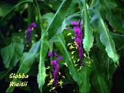 紫丁香 花 舞小姐 (Globba) 室内植物 照片