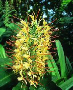 жоўты Кветка Гедихиум (Hedychium) Пакаёвыя расліны фота