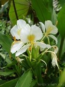 wit Bloem Hedychium, Vlinder Gember  Kamerplanten foto