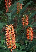 vermelho Flor Hedychium, Butterfly Ginger  Plantas de Casa foto